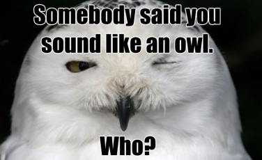 owl-joke